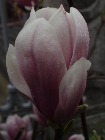 Photograph