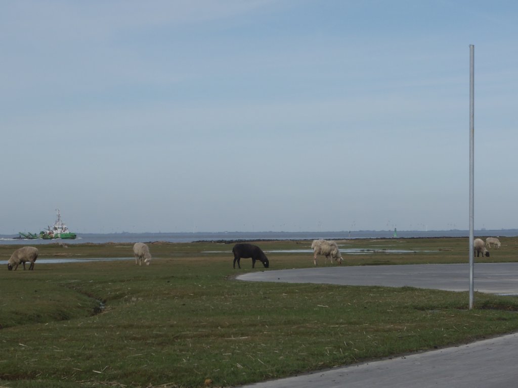 schafeundschiffegehrenhierzurlandschaft.jpg