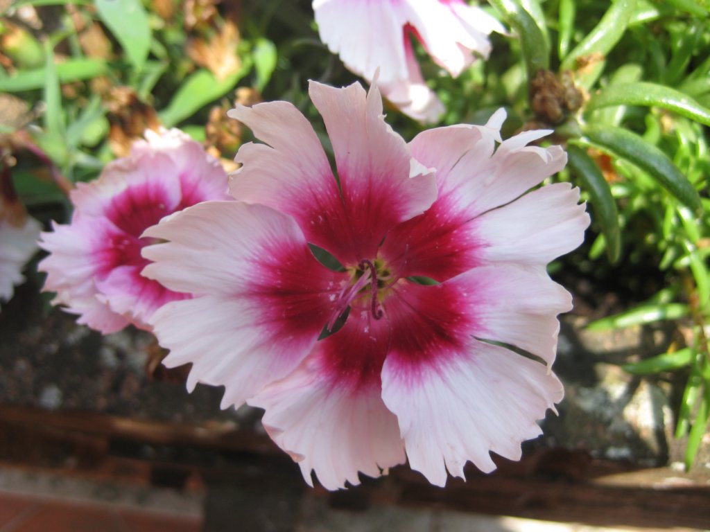 aflowerinstellata.jpg