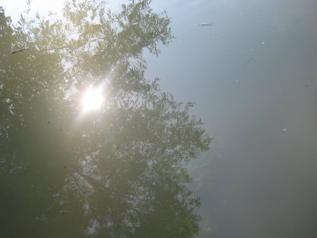 spiegelbaum.jpg