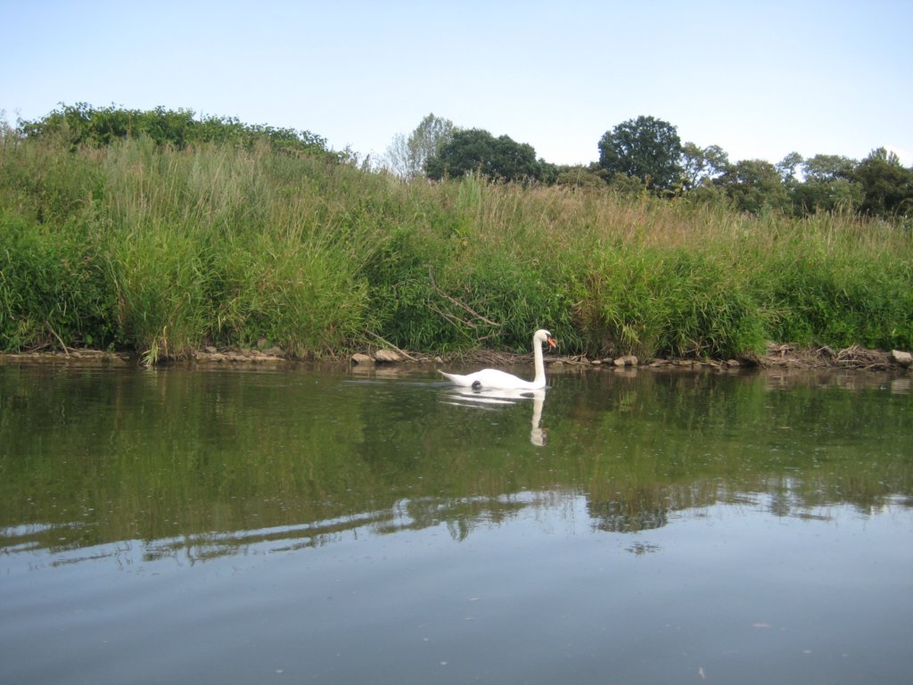 schwanimwasser.jpg