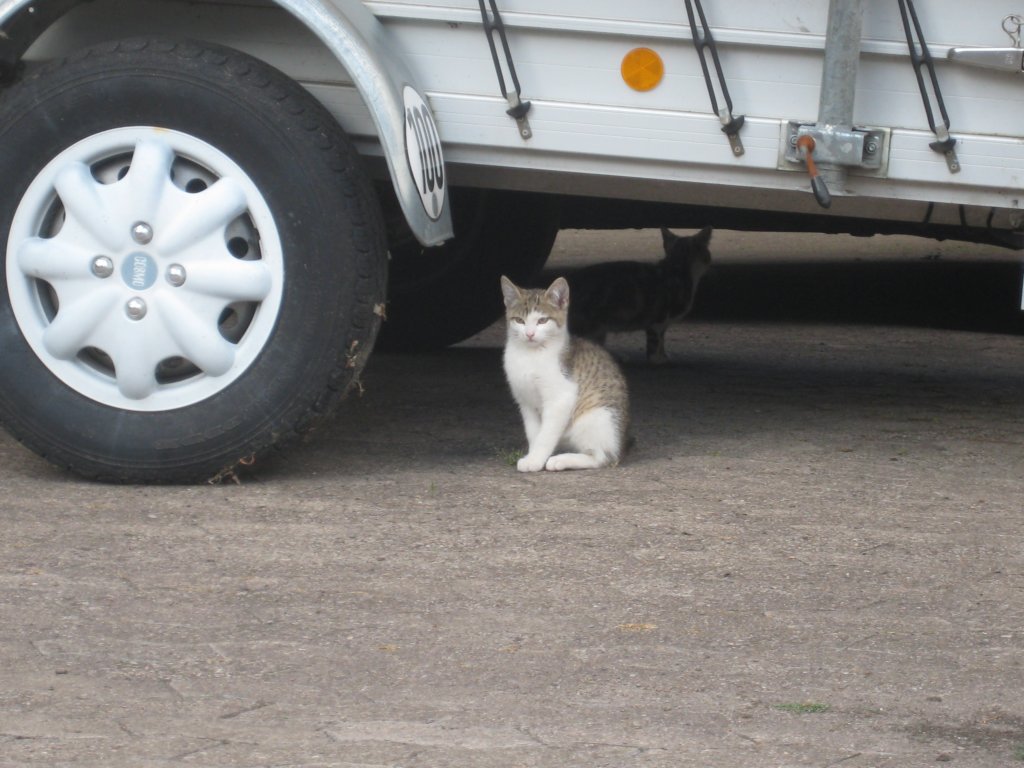 undmindestens1katze.jpg