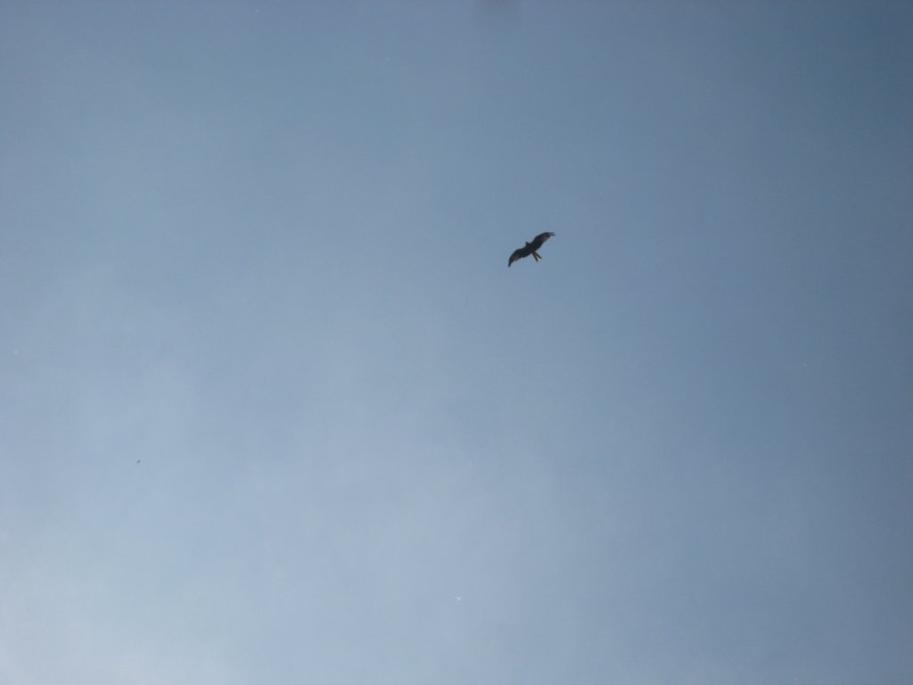 wiedereinseeadlerimblauhimmel.jpg