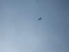wiedereinseeadlerimblauhimmel_small.jpg